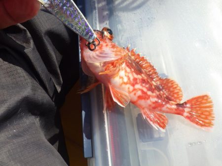 あおりいか一杯だけとは…